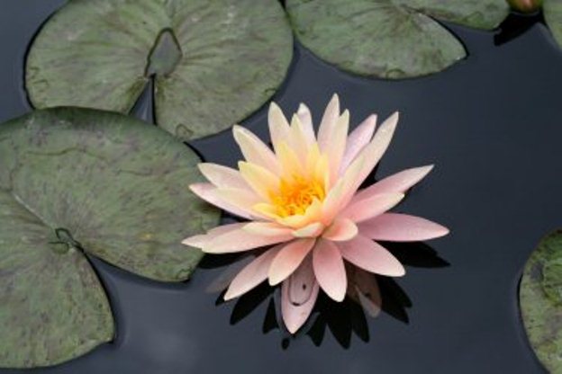 lotus_on_water_0