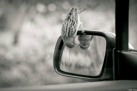 13325636_525875914287717_2209683139546097128_n