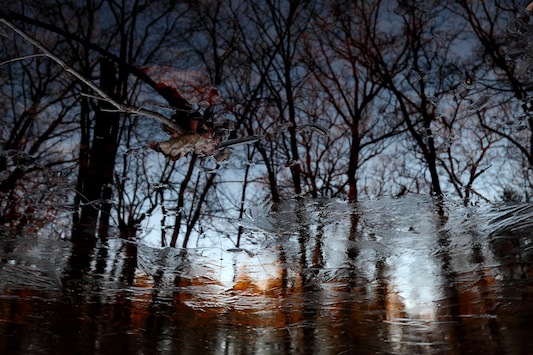 middlesex-fells-forest-pool-2012