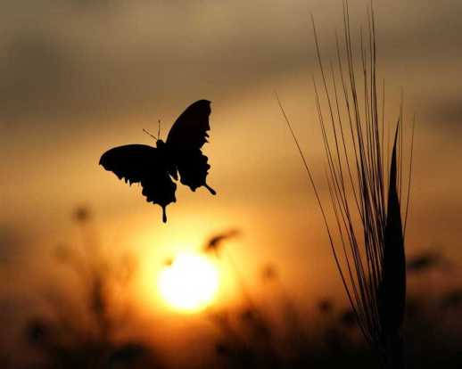 butterfly sunset