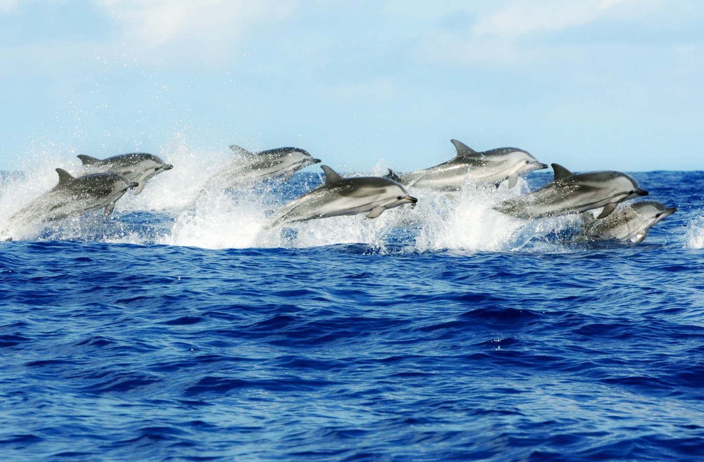 dolphins