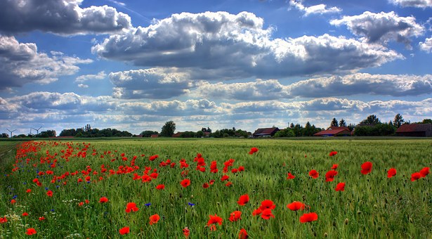 field-of-poppies-50588__340