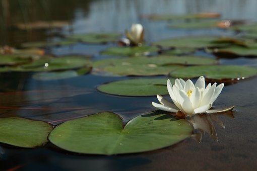 water-lily-flower-2633791__340